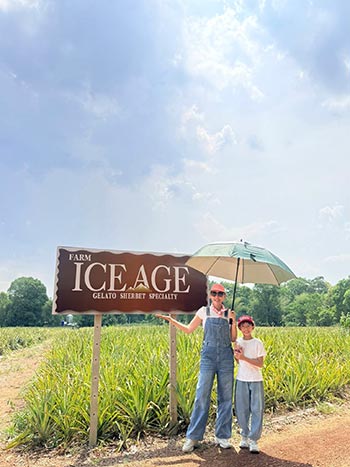 Thailand pineapple field