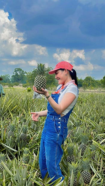 Thailand pineapple harvest